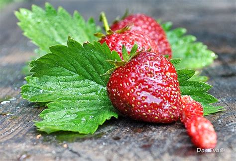 Erdbeere (Fragaria): Lust Auf Erdbeeren?